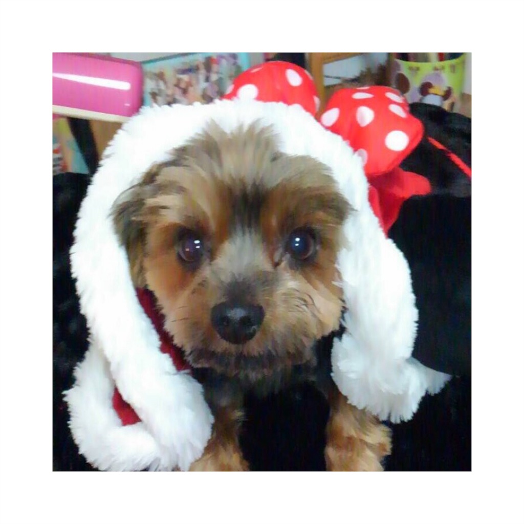 f:id:mwk-i:20151225123025j:image f:id:mwk-i:20151225123025j:image