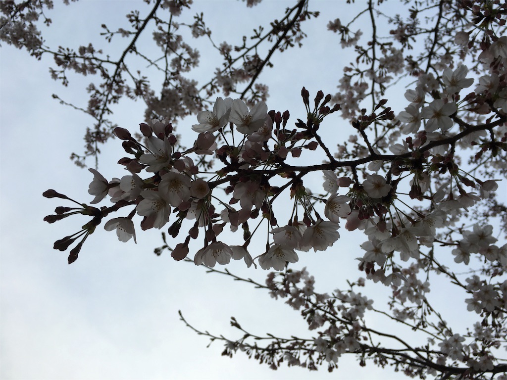 f:id:mycolor-is:20160405122430j:image f:id:mycolor-is:20160405122430j:image