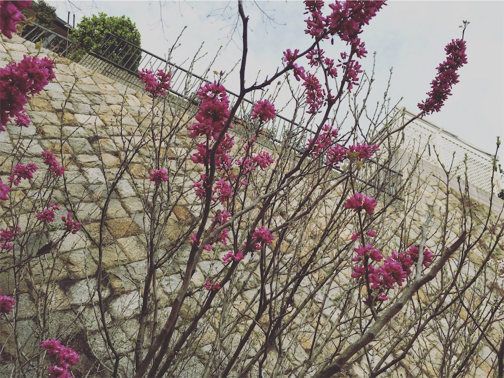 f:id:mycolor-is:20160407203954j:image f:id:mycolor-is:20160407203954j:image