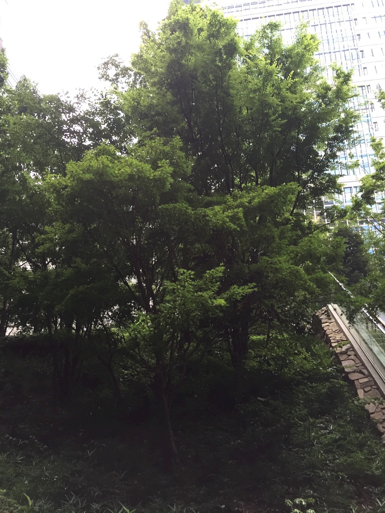 f:id:mymusica:20150801011408j:image f:id:mymusica:20150801011408j:image