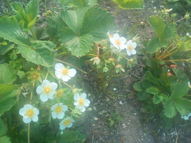 f:id:myrr:20160524090521j:image f:id:myrr:20160524090521j:image