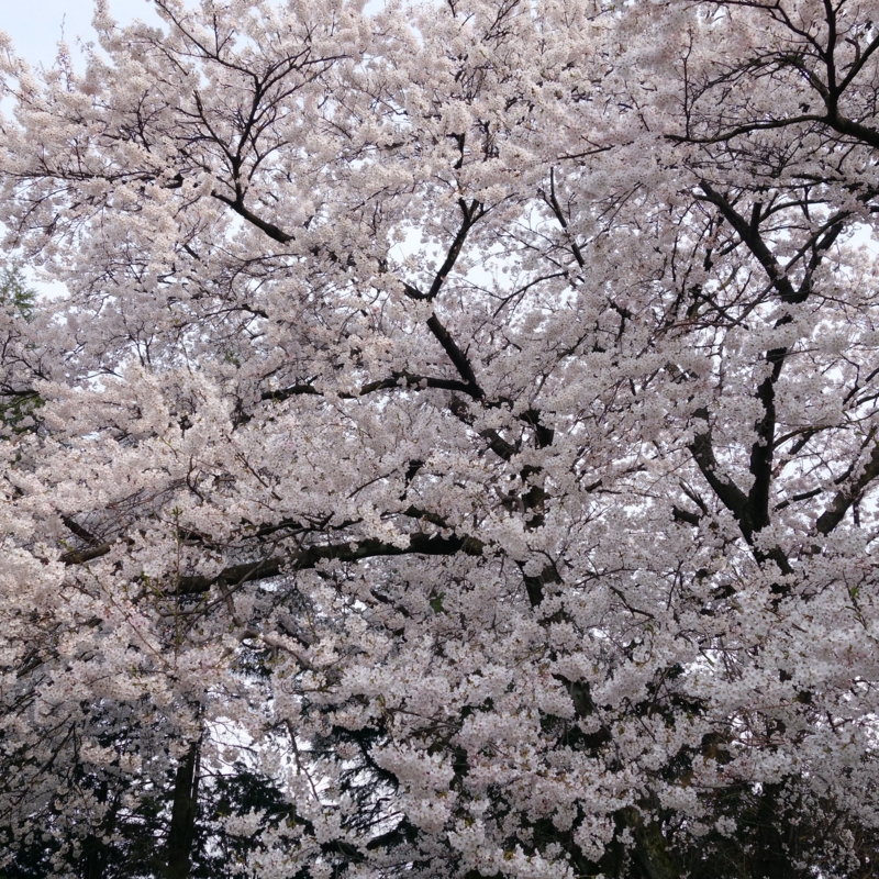 f:id:mzo:20140413161115j:plain f:id:mzo:20140413161115j:plain