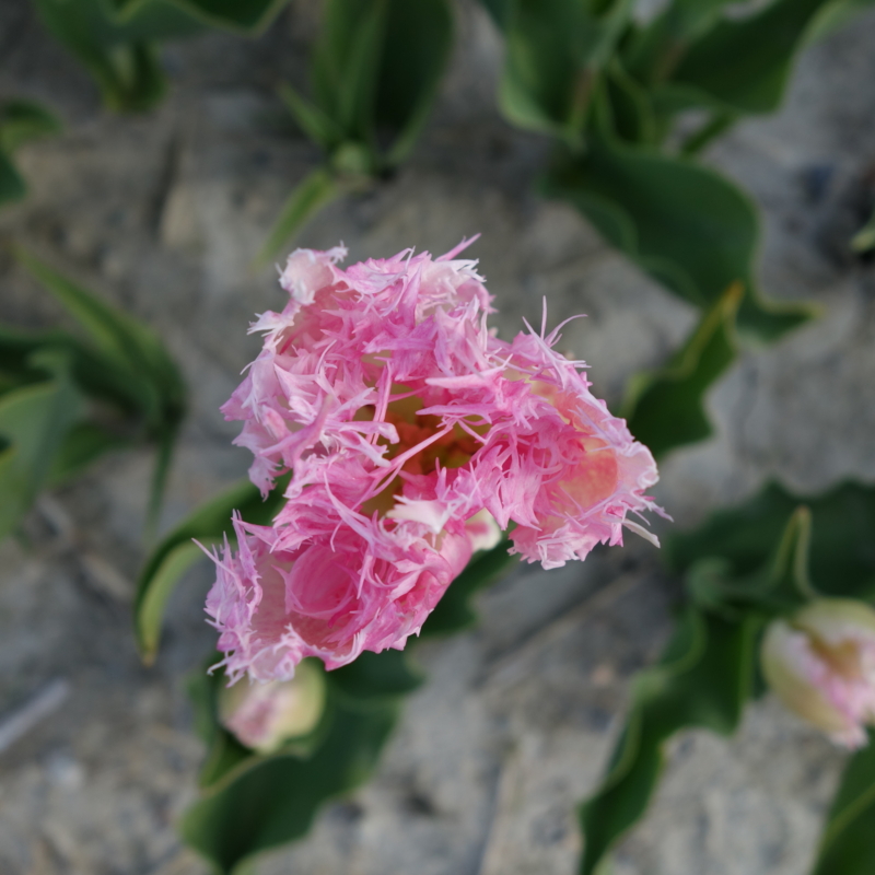 f:id:mzo:20140420155043j:plain f:id:mzo:20140420155043j:plain