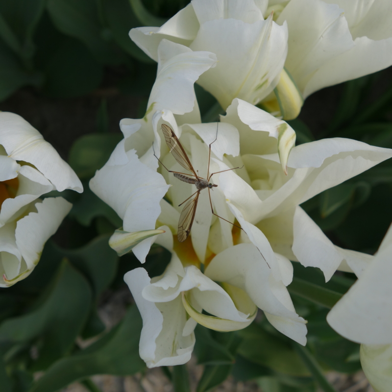 f:id:mzo:20140420155153j:plain f:id:mzo:20140420155153j:plain