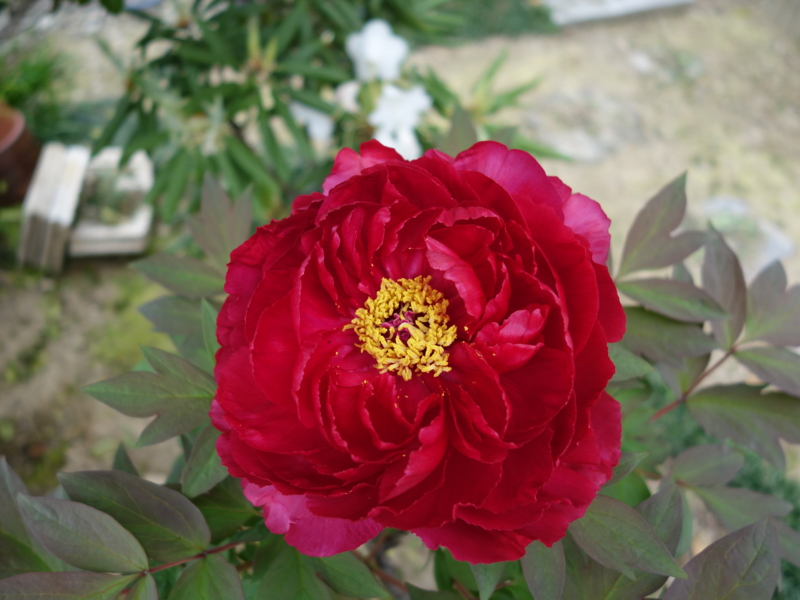 f:id:mzo:20140429115211j:plain