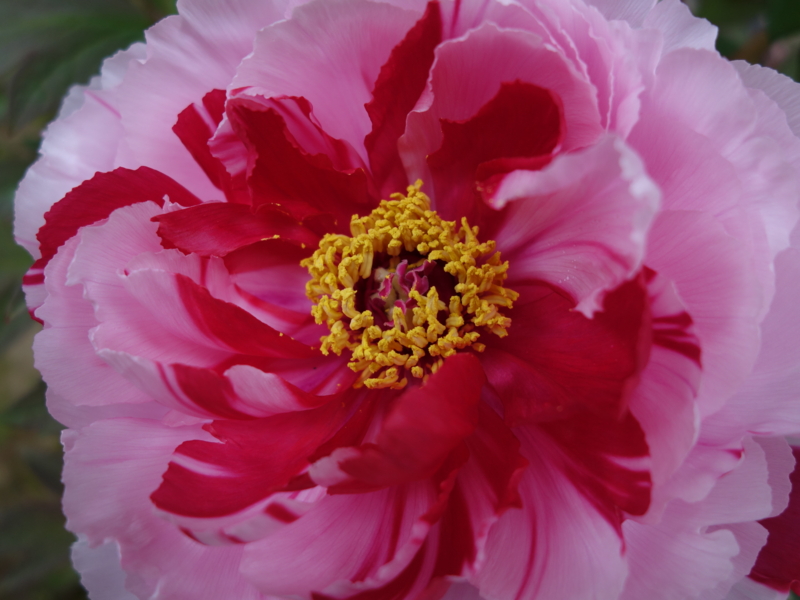 f:id:mzo:20140429115229j:plain