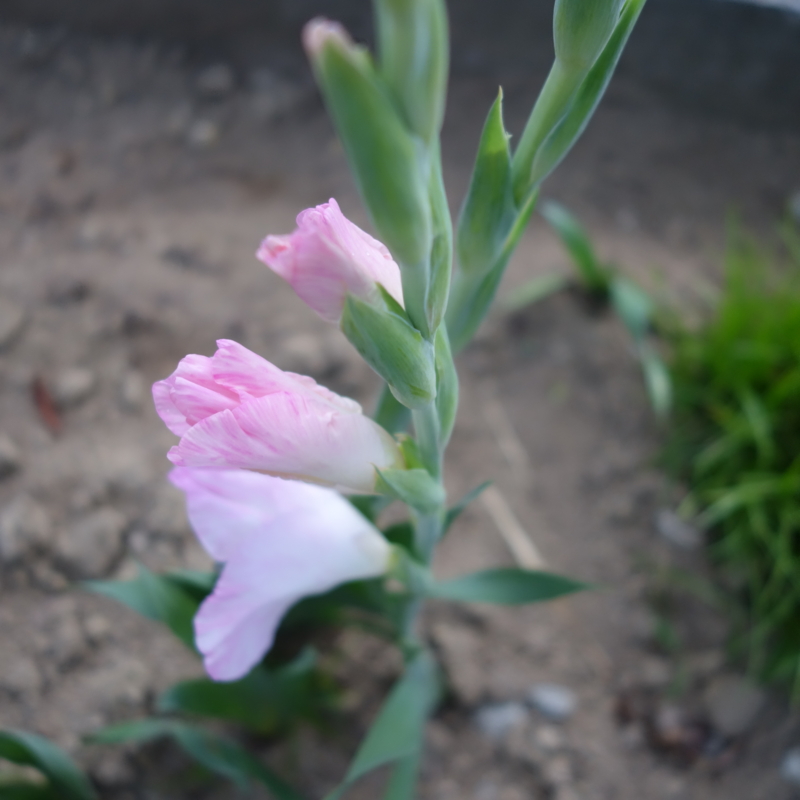 f:id:mzo:20140626184733j:plain f:id:mzo:20140626184733j:plain