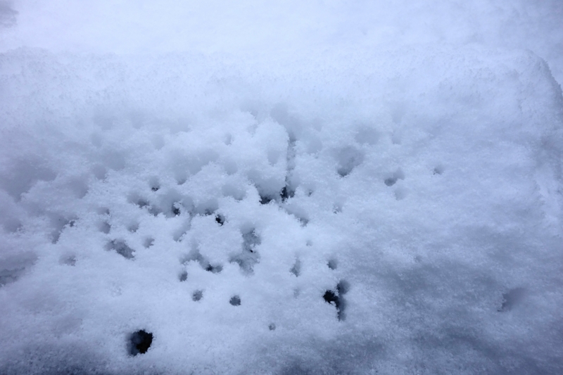 f:id:mzo:20150102204509j:plain f:id:mzo:20150102204509j:plain