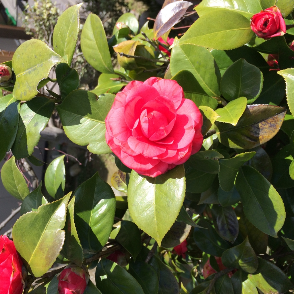 f:id:mzo:20160321134851j:plain