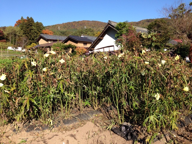 f:id:n399-chan:20141030104316j:plain f:id:n399-chan:20141030104316j:plain