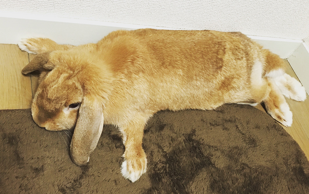 f:id:nabeliwo:20160510014627j:plain f:id:nabeliwo:20160510014627j:plain