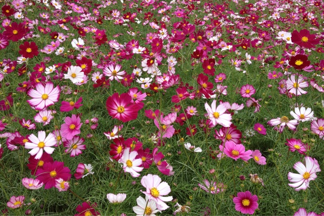 f:id:nafk-10s231:20141005221243j:plain f:id:nafk-10s231:20141005221243j:plain
