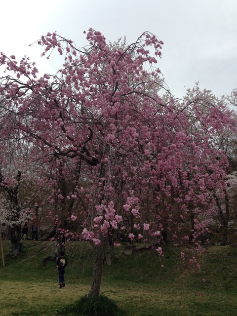 f:id:nagabuchi55544:20150404194504j:plain f:id:nagabuchi55544:20150404194504j:plain
