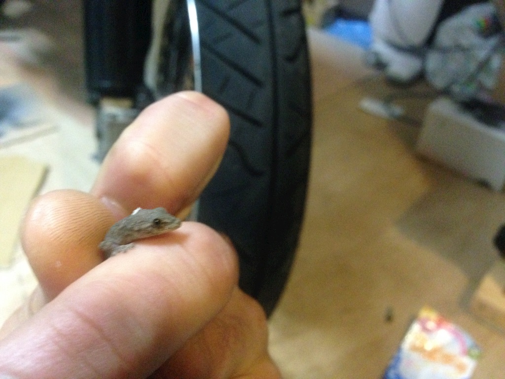 f:id:nagabuchi55544:20151005203347j:image f:id:nagabuchi55544:20151005203347j:image