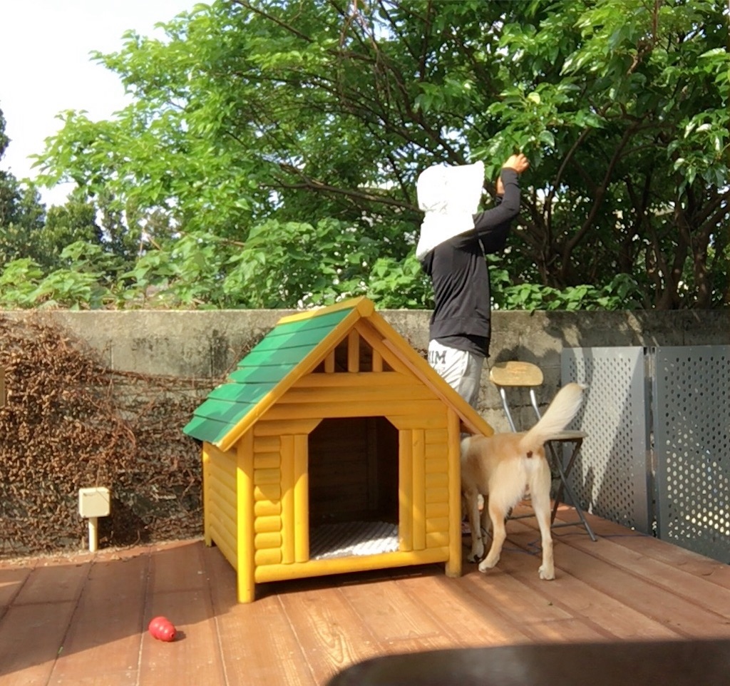 f:id:nagomiyasu-okinawa:20160322170003j:image f:id:nagomiyasu-okinawa:20160322170003j:image