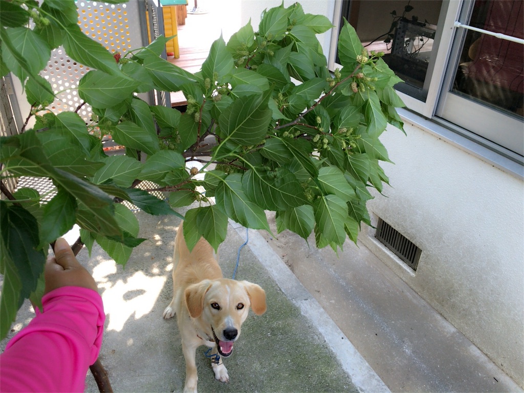 f:id:nagomiyasu-okinawa:20160402144819j:image f:id:nagomiyasu-okinawa:20160402144819j:image