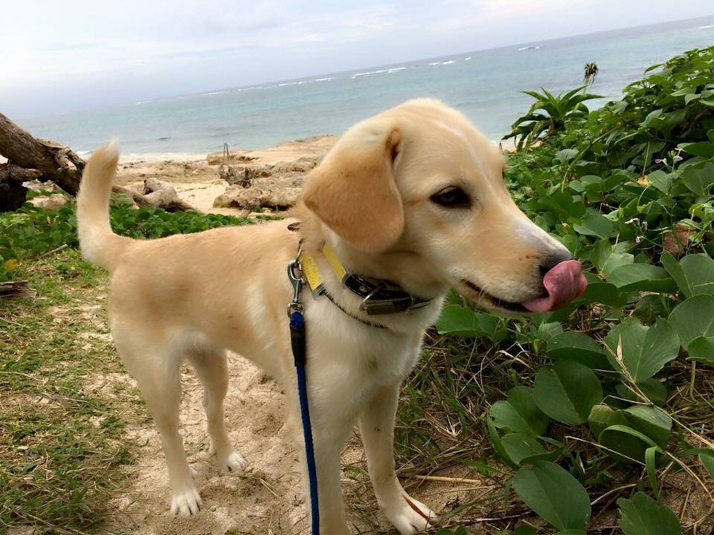 f:id:nagomiyasu-okinawa:20160518215756j:image f:id:nagomiyasu-okinawa:20160518215756j:image