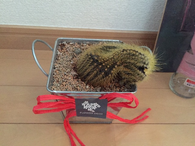 f:id:nakamoto411002716:20150514123341j:image f:id:nakamoto411002716:20150514123341j:image