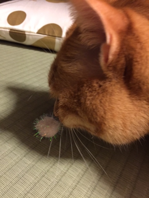 f:id:nakanakamosamosa:20150727000238j:plain f:id:nakanakamosamosa:20150727000238j:plain