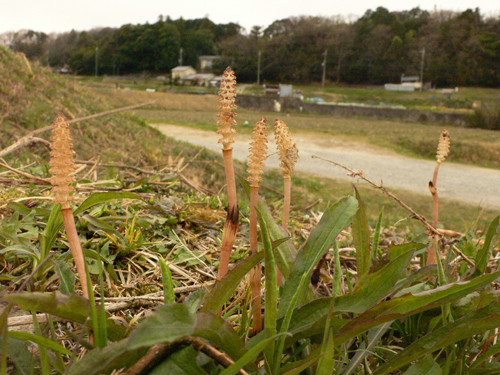 f:id:nakanokougei:20120413221546j:image f:id:nakanokougei:20120413221546j:image