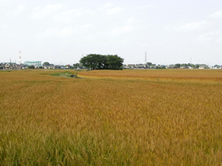 f:id:nakasendo:20120601120345j:image f:id:nakasendo:20120601120345j:image