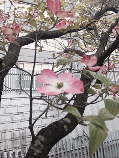 f:id:namasha:20150421055527j:plain f:id:namasha:20150421055527j:plain