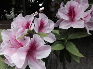 f:id:namasha:20150421055821j:plain f:id:namasha:20150421055821j:plain