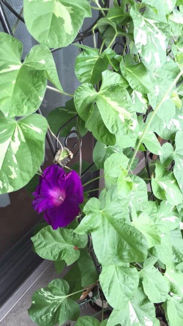 f:id:namasha:20150701104600j:image f:id:namasha:20150701104600j:image