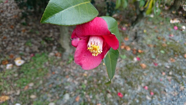 f:id:nanatuna7:20160110223750j:image f:id:nanatuna7:20160110223750j:image