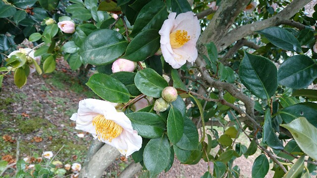 f:id:nanatuna7:20160110223821j:image f:id:nanatuna7:20160110223821j:image