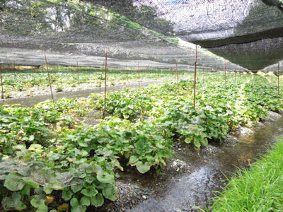 f:id:nanayana:20140705144602j:plain f:id:nanayana:20140705144602j:plain