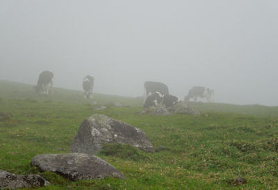 f:id:nanayana:20140706110006j:plain f:id:nanayana:20140706110006j:plain