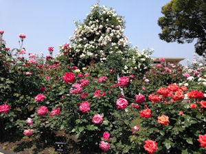 f:id:nanayana:20160522110113j:plain f:id:nanayana:20160522110113j:plain