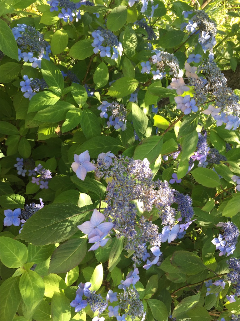 f:id:nanayo743:20160603161030j:image f:id:nanayo743:20160603161030j:image