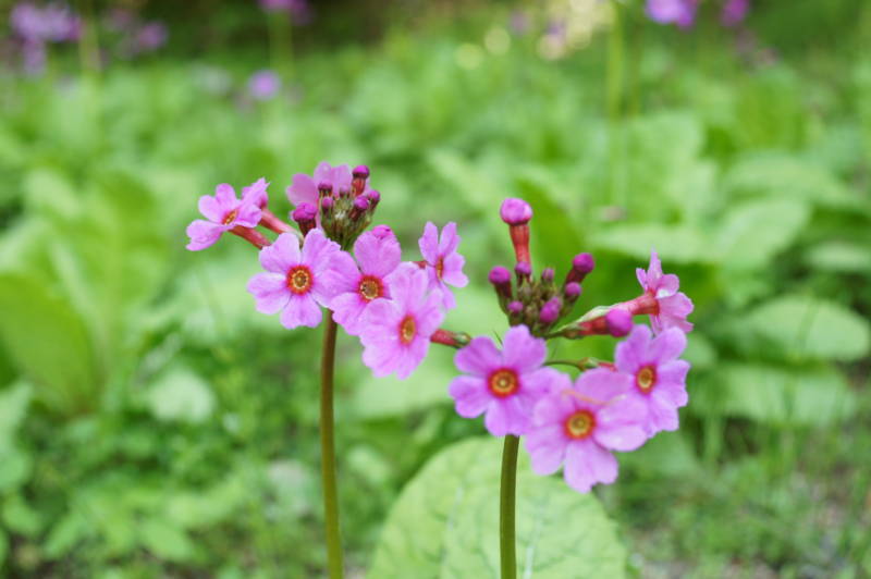 f:id:nankaen:20110521003431j:image f:id:nankaen:20110521003431j:image