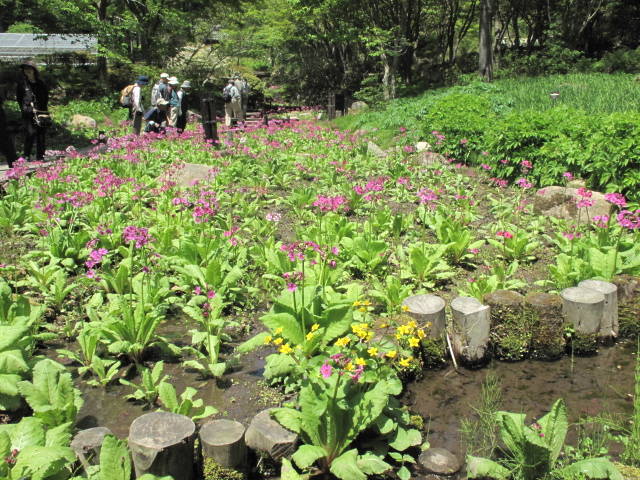 f:id:nankaen:20110521004132j:image f:id:nankaen:20110521004132j:image