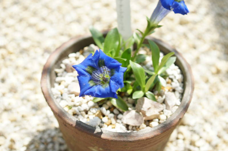 f:id:nankaen:20110521100106j:image f:id:nankaen:20110521100106j:image