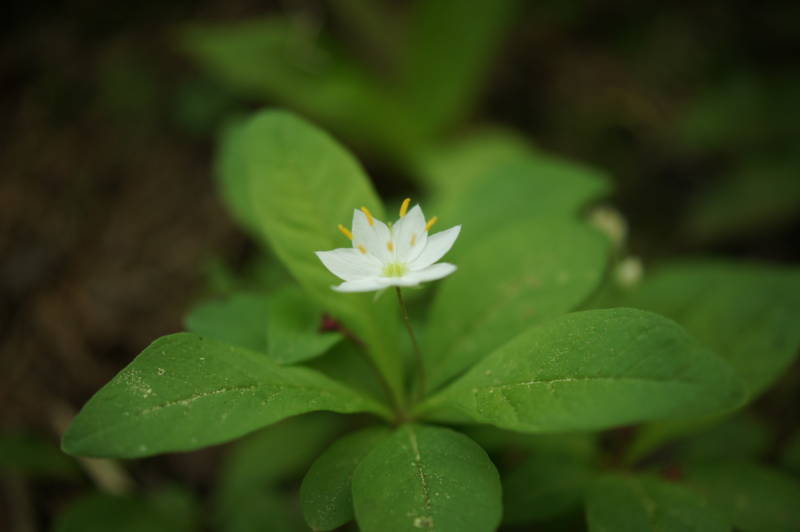 f:id:nankaen:20110521101638j:image f:id:nankaen:20110521101638j:image