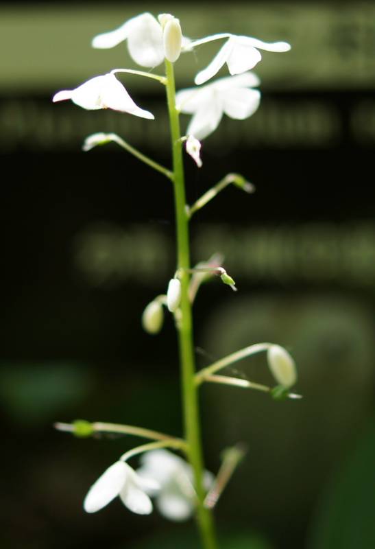 f:id:nankaen:20110521101639j:image f:id:nankaen:20110521101639j:image