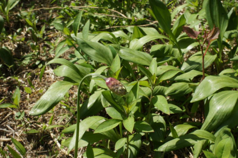 f:id:nankaen:20110521102352j:image f:id:nankaen:20110521102352j:image