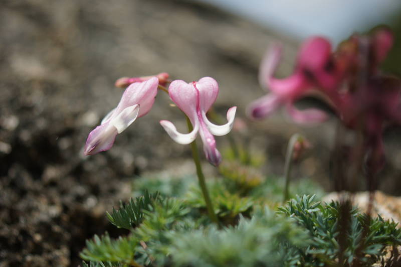 f:id:nankaen:20110521104607j:image f:id:nankaen:20110521104607j:image