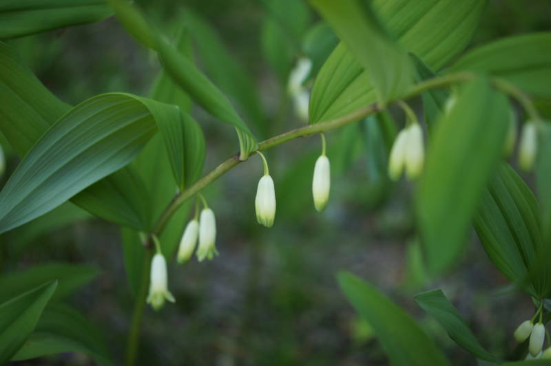 f:id:nankaen:20110521105152j:image f:id:nankaen:20110521105152j:image
