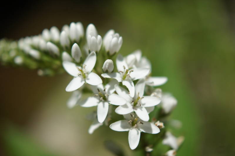 f:id:nankaen:20110715114419j:image f:id:nankaen:20110715114419j:image