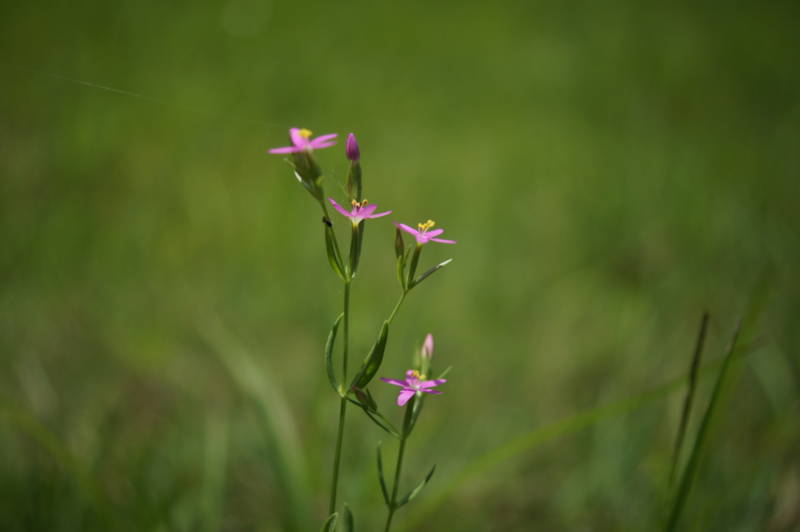 f:id:nankaen:20110715114420j:image f:id:nankaen:20110715114420j:image