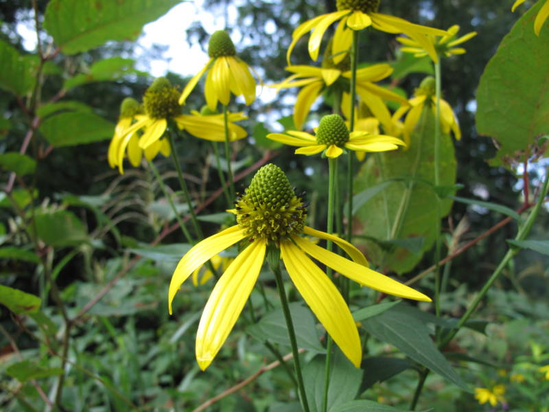 f:id:nankaen:20110819103410j:image f:id:nankaen:20110819103410j:image