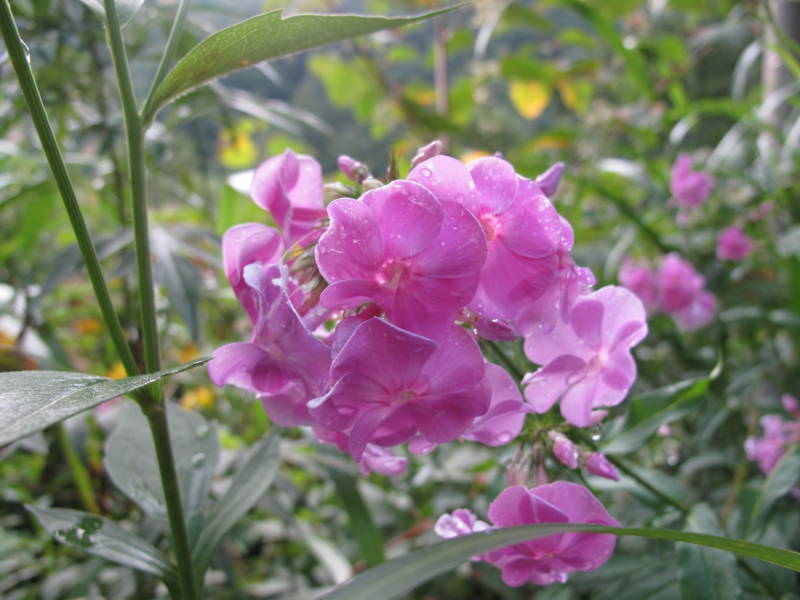 f:id:nankaen:20110819103411j:image f:id:nankaen:20110819103411j:image