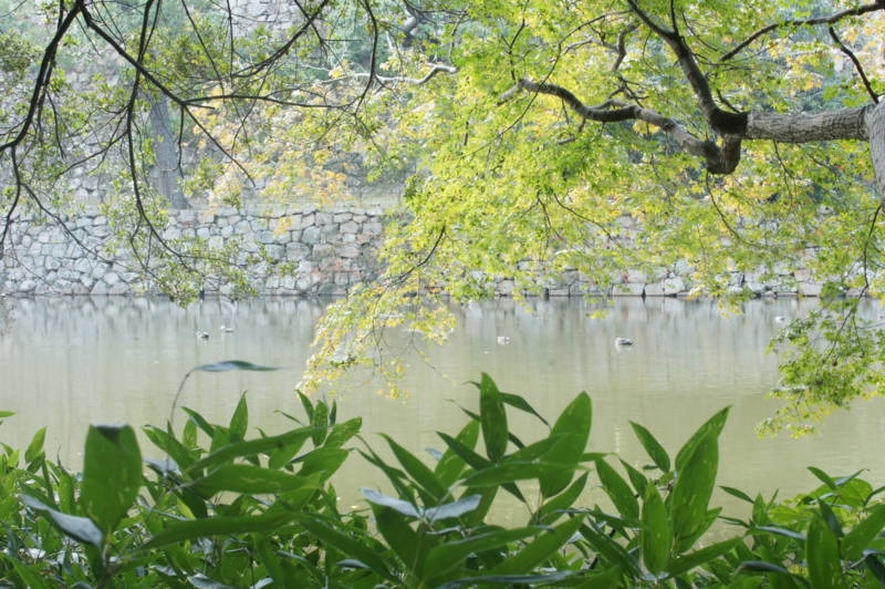 f:id:nankaen:20111118101427j:image f:id:nankaen:20111118101427j:image