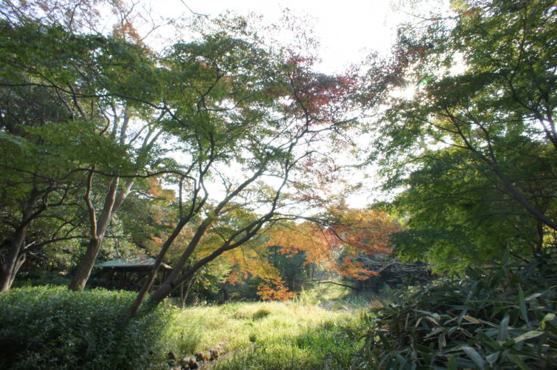 f:id:nankaen:20111118101500j:image f:id:nankaen:20111118101500j:image