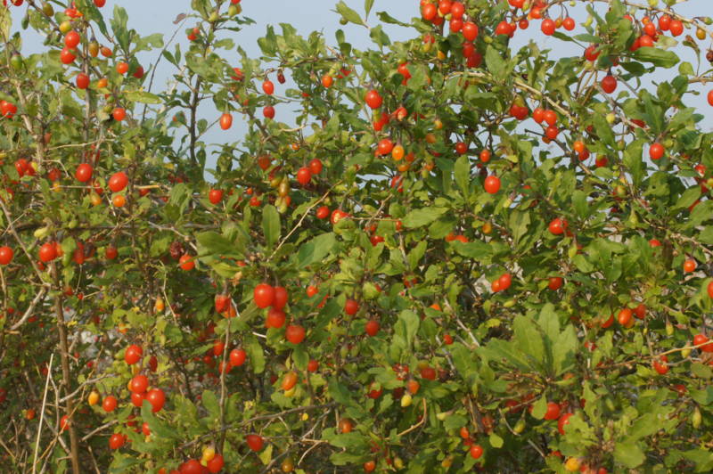 f:id:nankaen:20111119122453j:image f:id:nankaen:20111119122453j:image