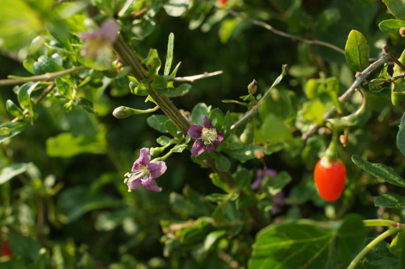 f:id:nankaen:20111119122521j:image f:id:nankaen:20111119122521j:image